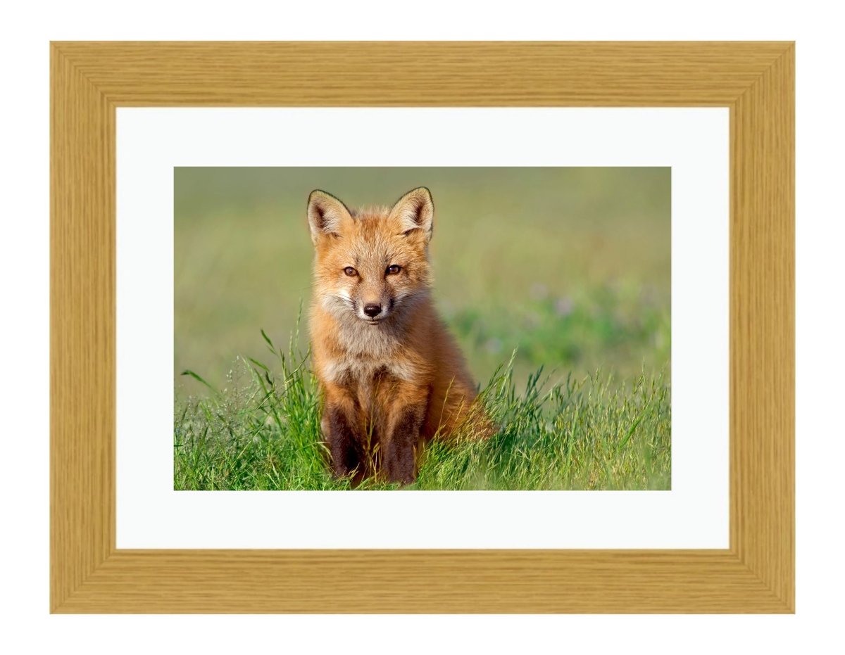 Curious Fox Framed Mounted Print Picture - FP71 - Art Fever - Art Fever