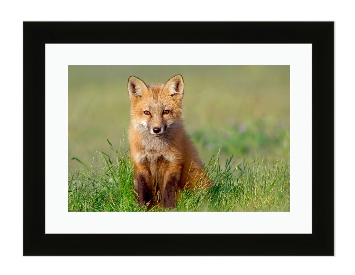 Curious Fox Framed Mounted Print Picture - FP71 - Art Fever - Art Fever