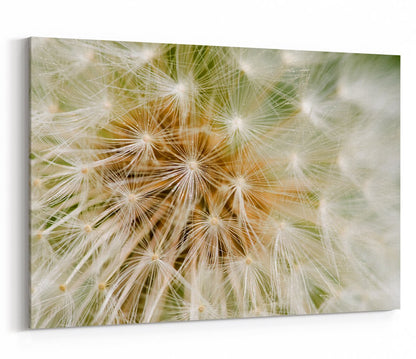 Dandelion Seed Background Canvas Print Picture - SPC259 - Art Fever - Art Fever