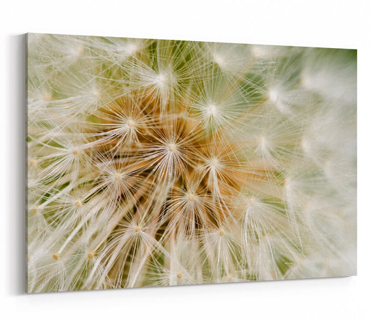 Dandelion Seed Background Canvas Print Picture - SPC259 - Art Fever - Art Fever