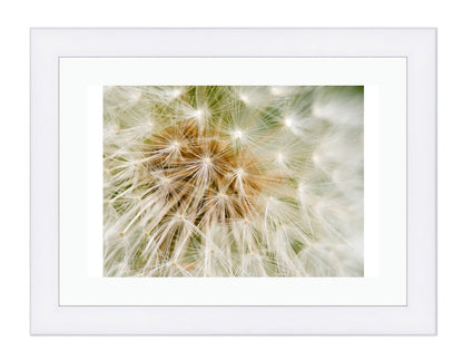 Dandelion Seed Close Up Framed Mounted Print Picture - FP50 - Art Fever - Art Fever