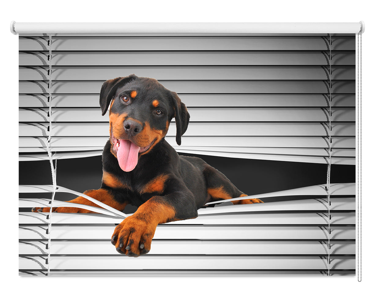 Rottweiler Peeking through the blind© Printed Picture Photo Roller Blind - RB1135