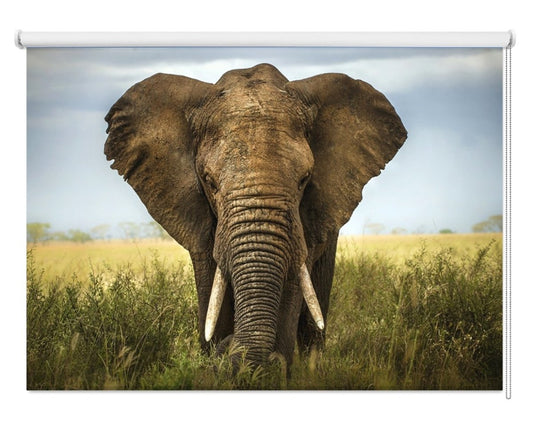 Elephant in Serengeti Printed Picture Photo Roller Blind - 1X358320 - Art Fever - Art Fever