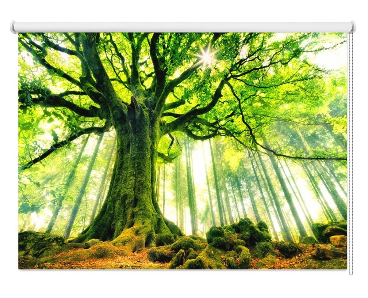 Fantasy Forest Beech Tree Printed Picture Photo Roller Blind - 1X60607 - Art Fever - Art Fever