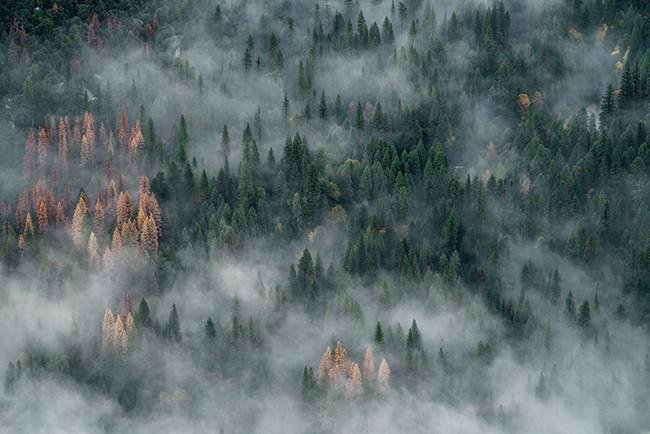 Fog Over the Forest Photo Printed Picture Photo Roller Blind - RB561 - Art Fever - Art Fever