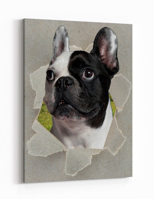 French Bulldog Peeking through the Canvas Dog Scene Printed Canvas Print Picture - SPC190 - Art Fever - Art Fever