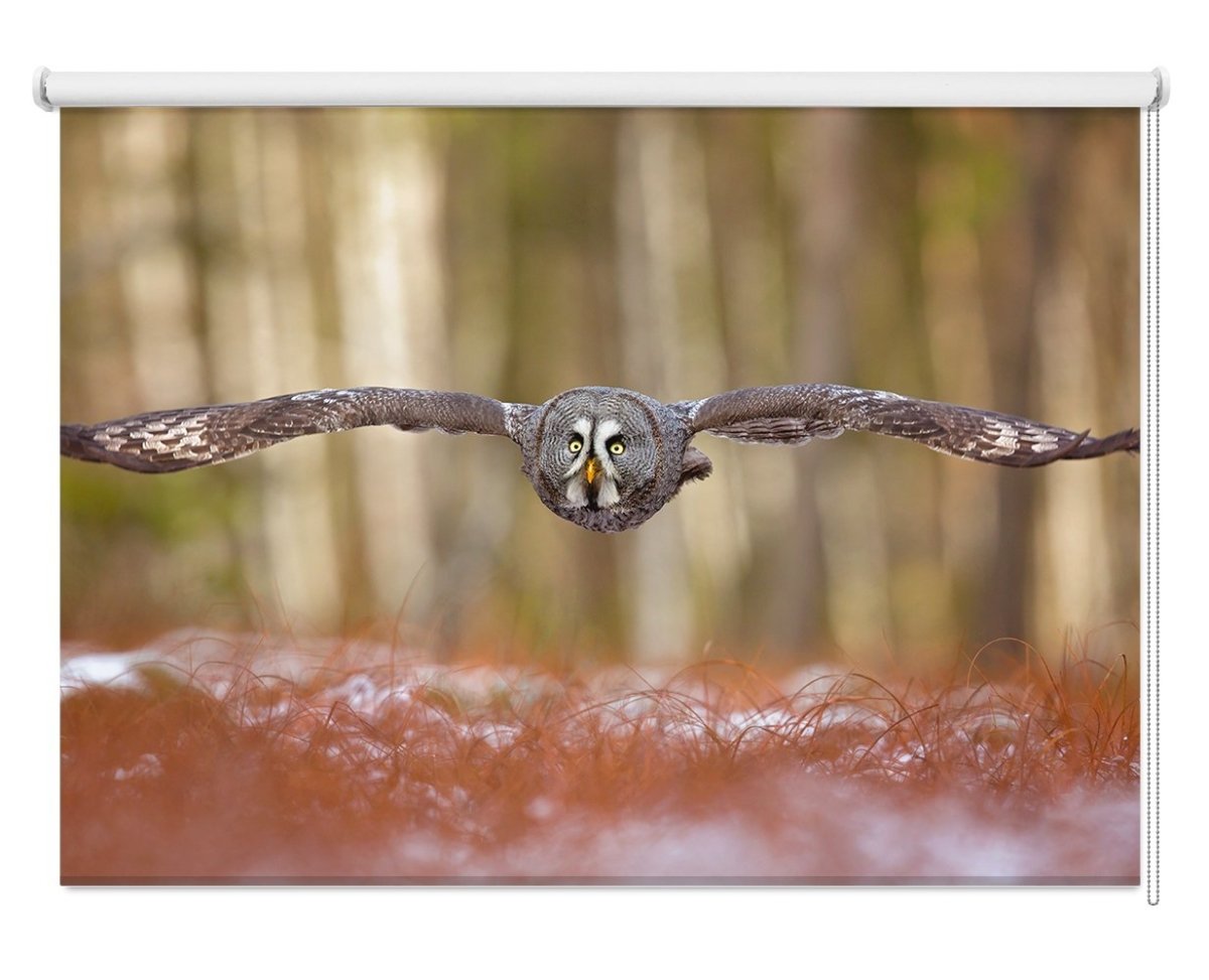 Great Grey Owl Printed Picture Photo Roller Blind - 1X1322694 - Art Fever - Art Fever