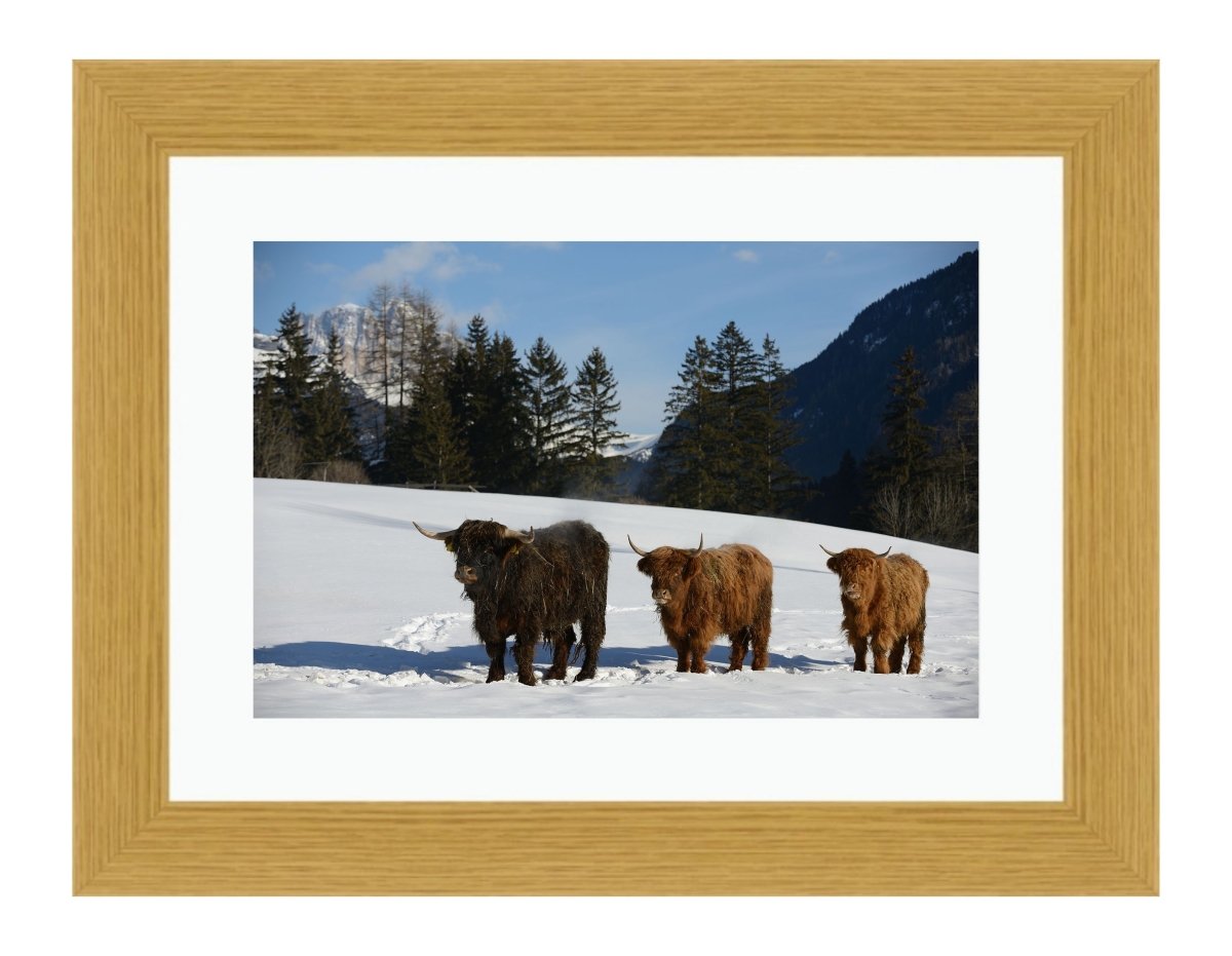 Highland Cows in the Snowy Mountain Landscape Framed Mounted Print Picture - FP40 - Art Fever - Art Fever
