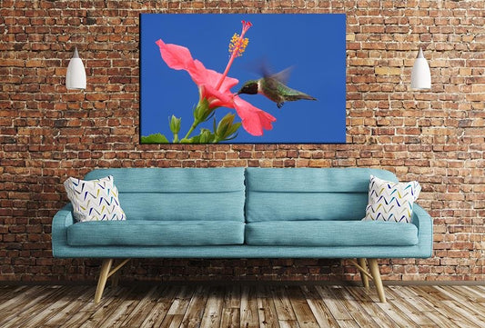 Hummingbird Image Printed Onto A Single Panel Canvas - SPC142 - Art Fever - Art Fever