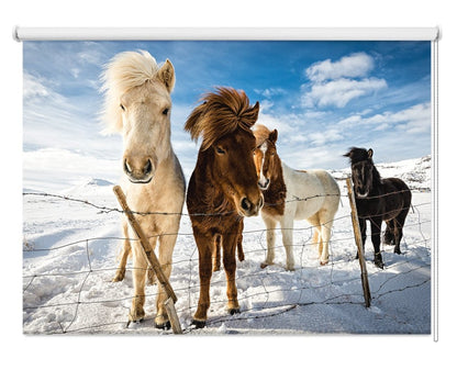Icelandic Horses Printed Picture Photo Roller Blind - 1X732493 - Art Fever - Art Fever