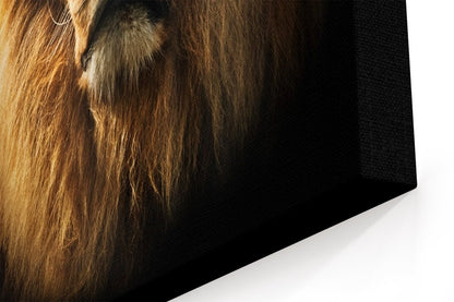 Lion Portrait On Black Background Canvas Print Picture - SPC271 - Art Fever - Art Fever