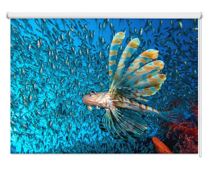 Lionfish The Deadly Flower Printed Picture Photo Roller Blind - 1X1890023 - Art Fever - Art Fever