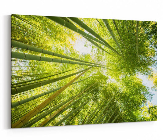 Low Angle View Of Bamboo Forest Canvas Print Picture - SPC249 - Art Fever - Art Fever