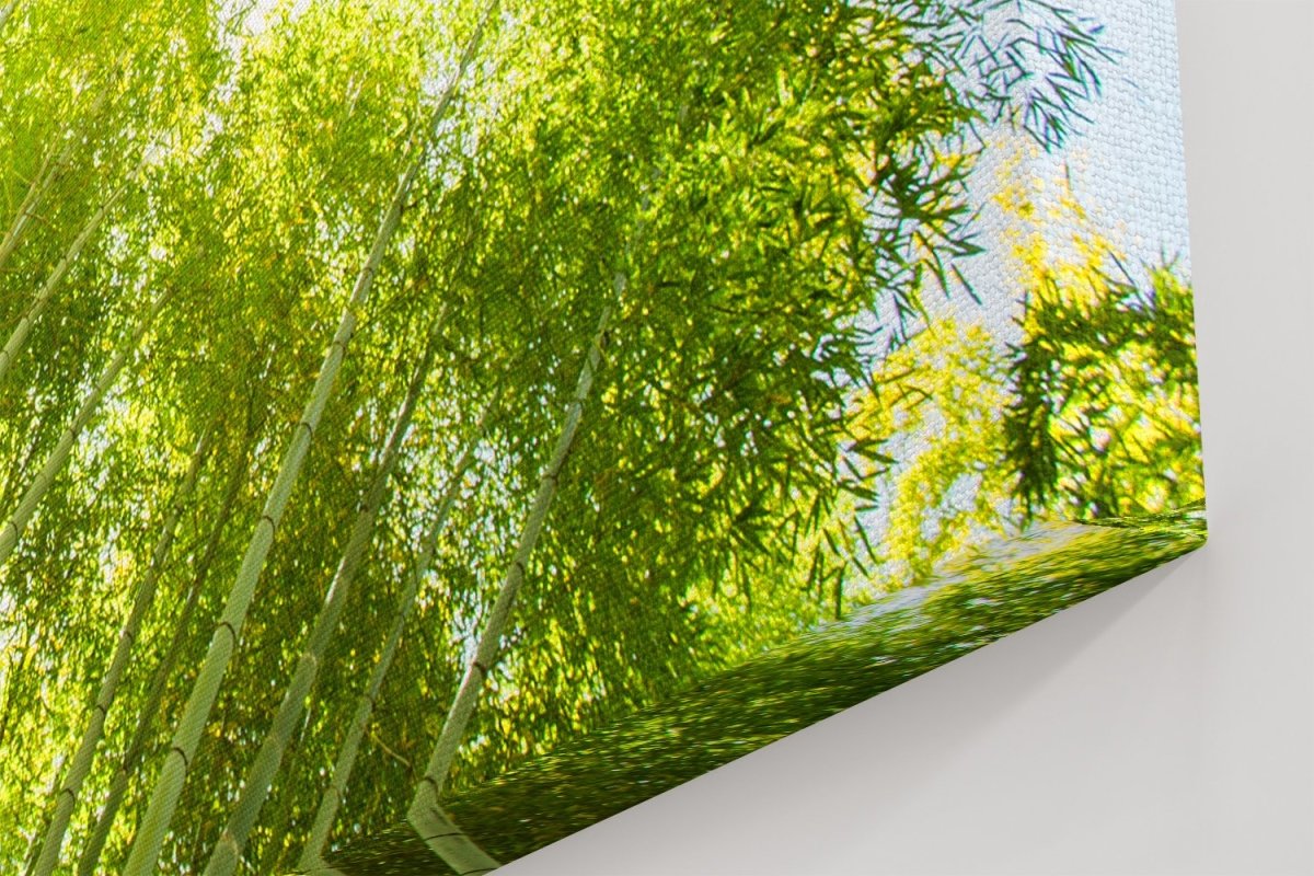 Low Angle View Of Bamboo Forest Canvas Print Picture - SPC249 - Art Fever - Art Fever