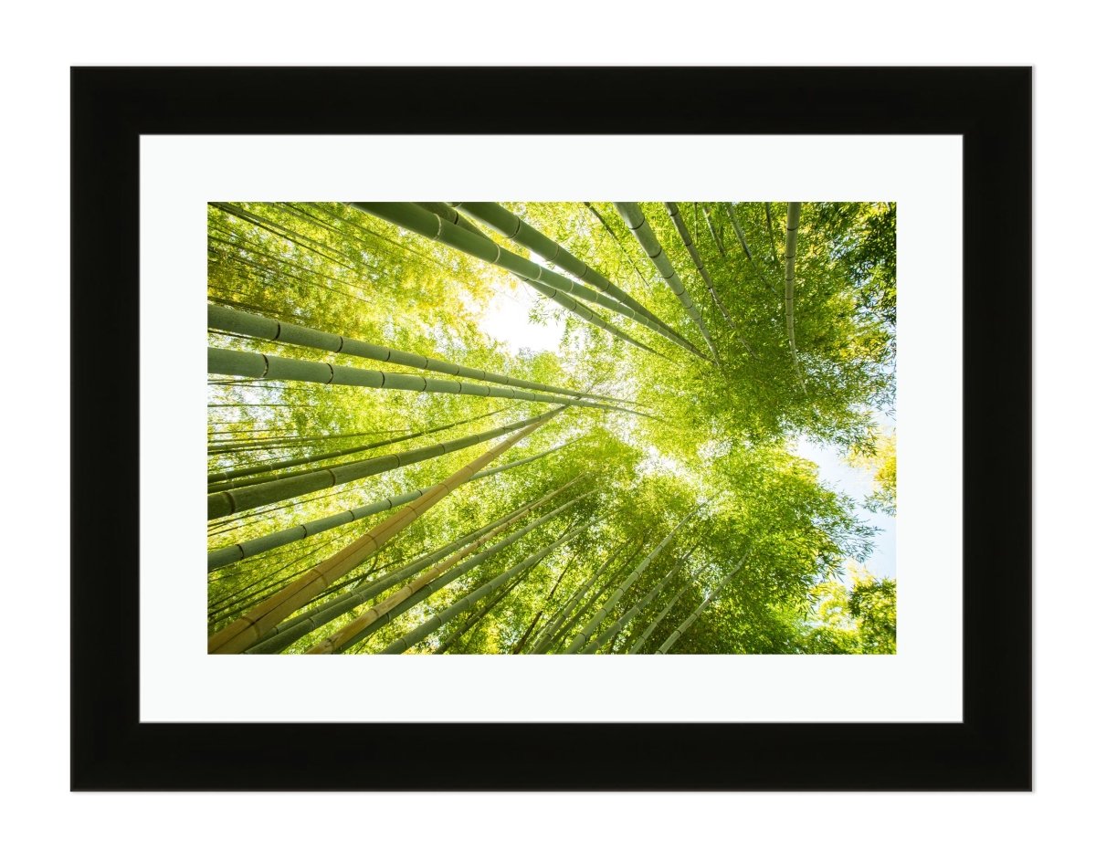 Low Angle View Of Bamboo Forest Framed Mounted Print Picture - FP31 - Art Fever - Art Fever