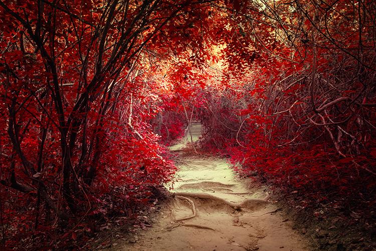 MAGICAL RED FOREST PHOTO PRINTED ROLLER BLIND - CLEARANCE ITEM 175CM WIDE X 140CM - Art Fever - Art Fever