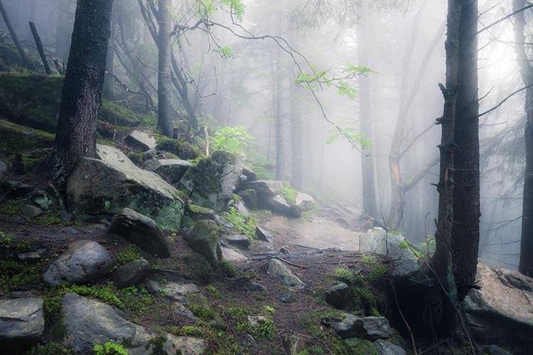 Misty Fog through the Woods Printed Photo Roller Blind - Art Fever - Art Fever