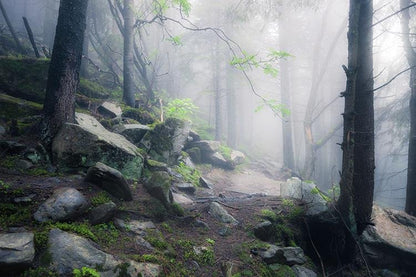 Misty Fog through the Woods Printed Photo Roller Blind - Art Fever - Art Fever