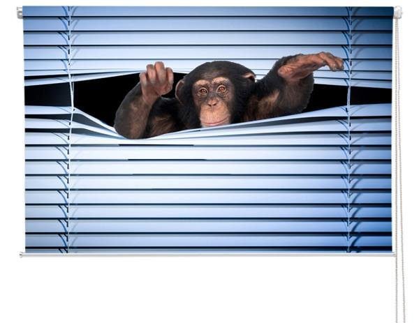 monkey peeking through the blind Printed Picture Photo Roller Blind - RB225 - Art Fever - Art Fever