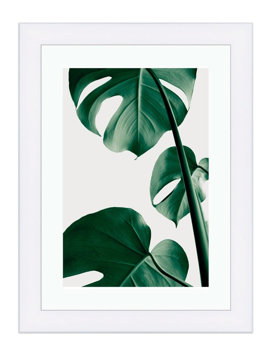 Monstera 2, The Swiss Cheese Plant in Green Framed Mounted Print Picture - FP-1X_2 - Art Fever - Art Fever