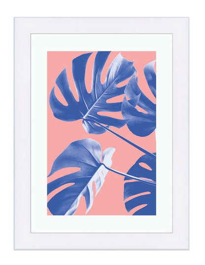 Monstera Blue, The Swiss Cheese Plant Pink Background Framed Mounted Print Picture - FP-1X_3 - Art Fever - Art Fever