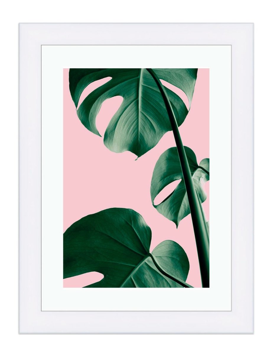 Monstera Green 2, The Swiss Cheese Plant Pink Background Framed Mounted Print Picture - FP-1X_7 - Art Fever - Art Fever
