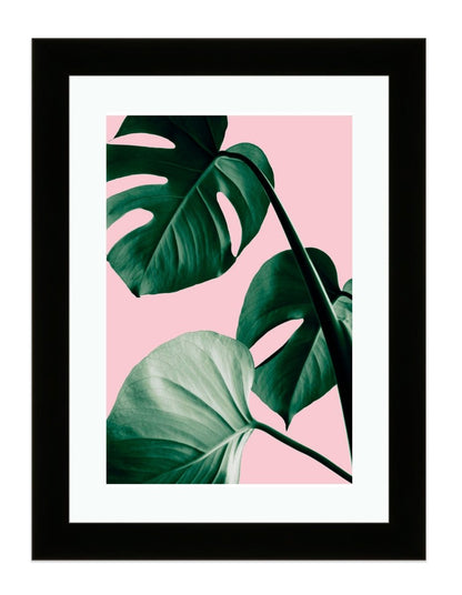 Monstera Green, The Swiss Cheese Plant Pink Background Framed Mounted Print Picture - FP-1X_4 - Art Fever - Art Fever