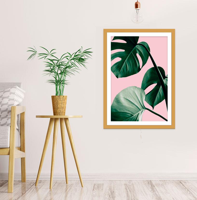 Monstera Green, The Swiss Cheese Plant Pink Background Framed Mounted Print Picture - FP-1X_4 - Art Fever - Art Fever