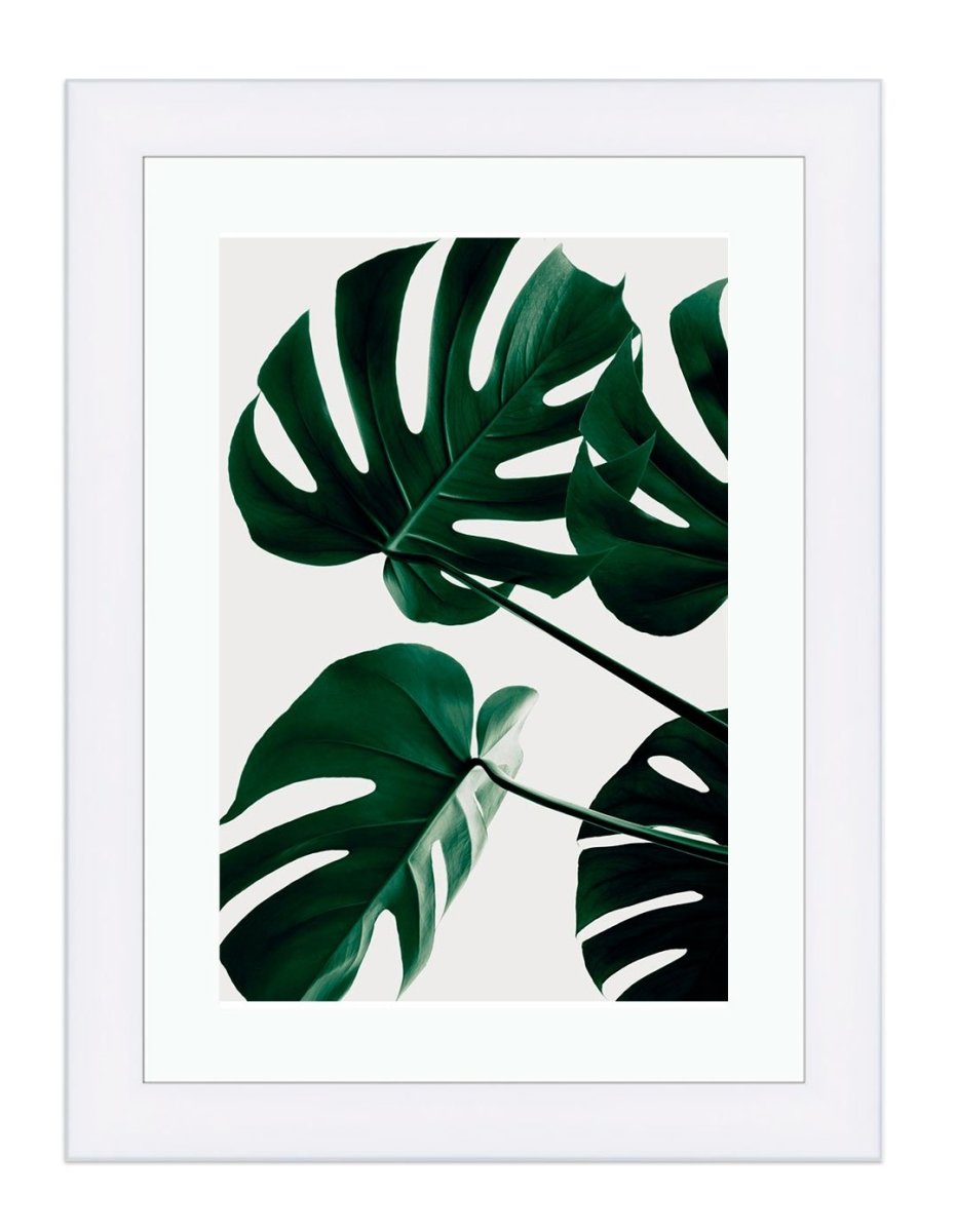 Monstera, The Swiss Cheese Plant in Teal Framed Mounted Print Picture - 1X_1 - Art Fever - Art Fever
