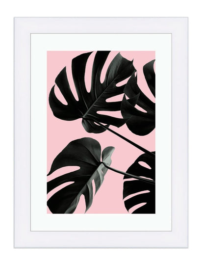 Monstera, The Swiss Cheese Plant Pink Background Framed Mounted Print Picture - FP-1X_5 - Art Fever - Art Fever