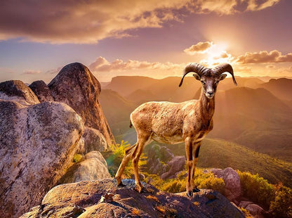 Mountain Deer on top of the Mountain Printed Picture Photo Roller Blind - RB680 - Art Fever - Art Fever