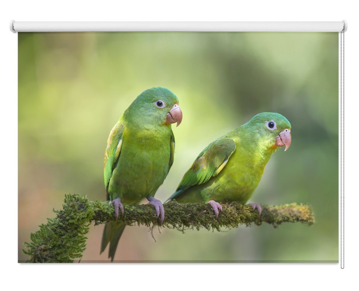 Pair O' Parakeets Printed Picture Photo Roller Blind- 1X1269029 - Art Fever - Art Fever