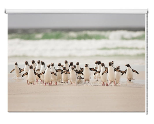 Penguins on Falkland Islands Printed Picture Photo Roller Blind - 1X736064 - Art Fever - Art Fever