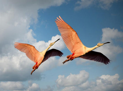 Pink Flamingos Flying Printed Picture Photo Roller Blind - RB679 - Art Fever - Art Fever