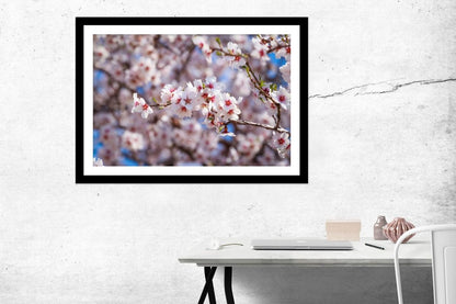 Pink Flowers Of Apricot Tree Against The Blue Sky Framed Mounted Print Picture - FP54 - Art Fever - Art Fever