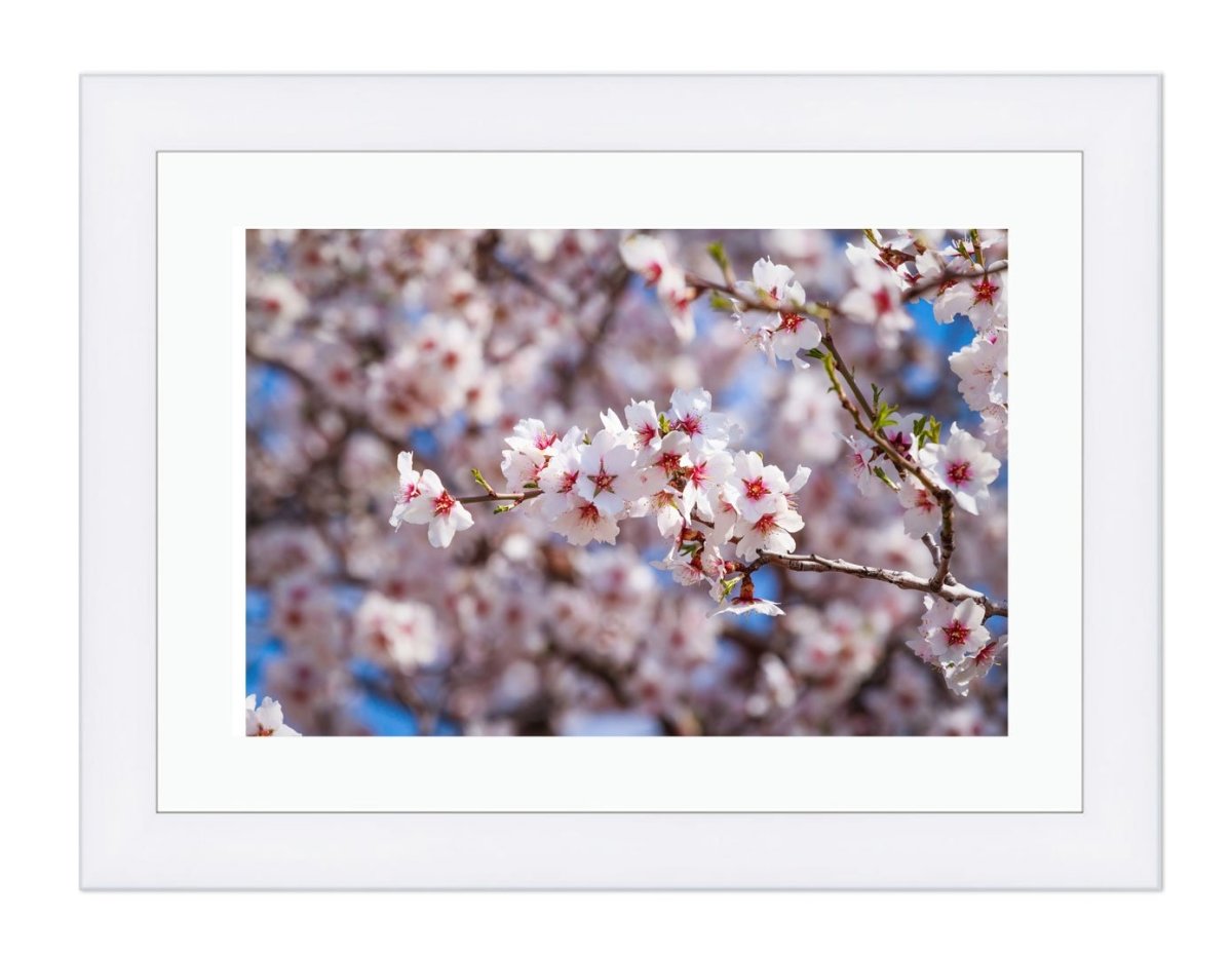 Pink Flowers Of Apricot Tree Against The Blue Sky Framed Mounted Print Picture - FP54 - Art Fever - Art Fever