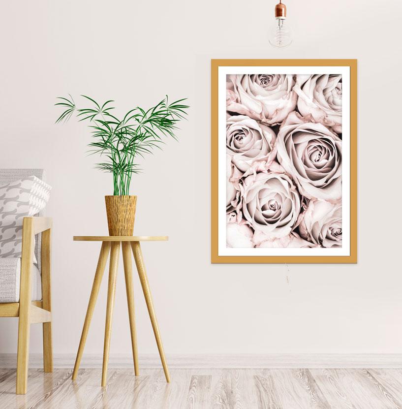 Pink Roses Close Up Botanical Wall Art Framed Mounted Print Picture - FP-1X_15 - Art Fever - Art Fever