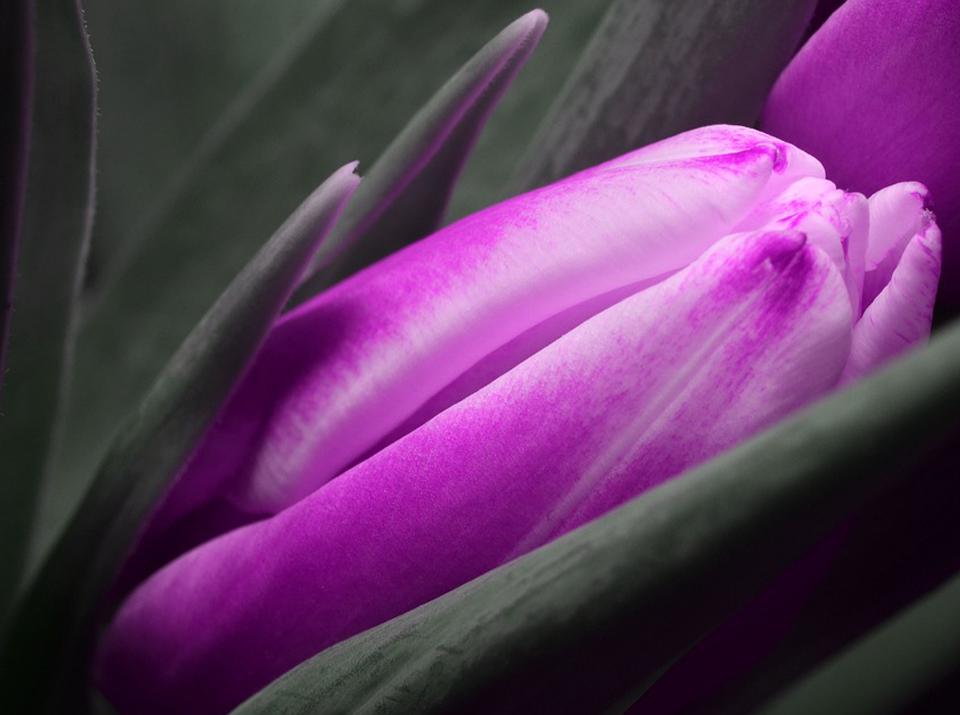 Purple Tulip Close Up Floral Printed Picture Photo Roller Blind - RB681 - Art Fever - Art Fever