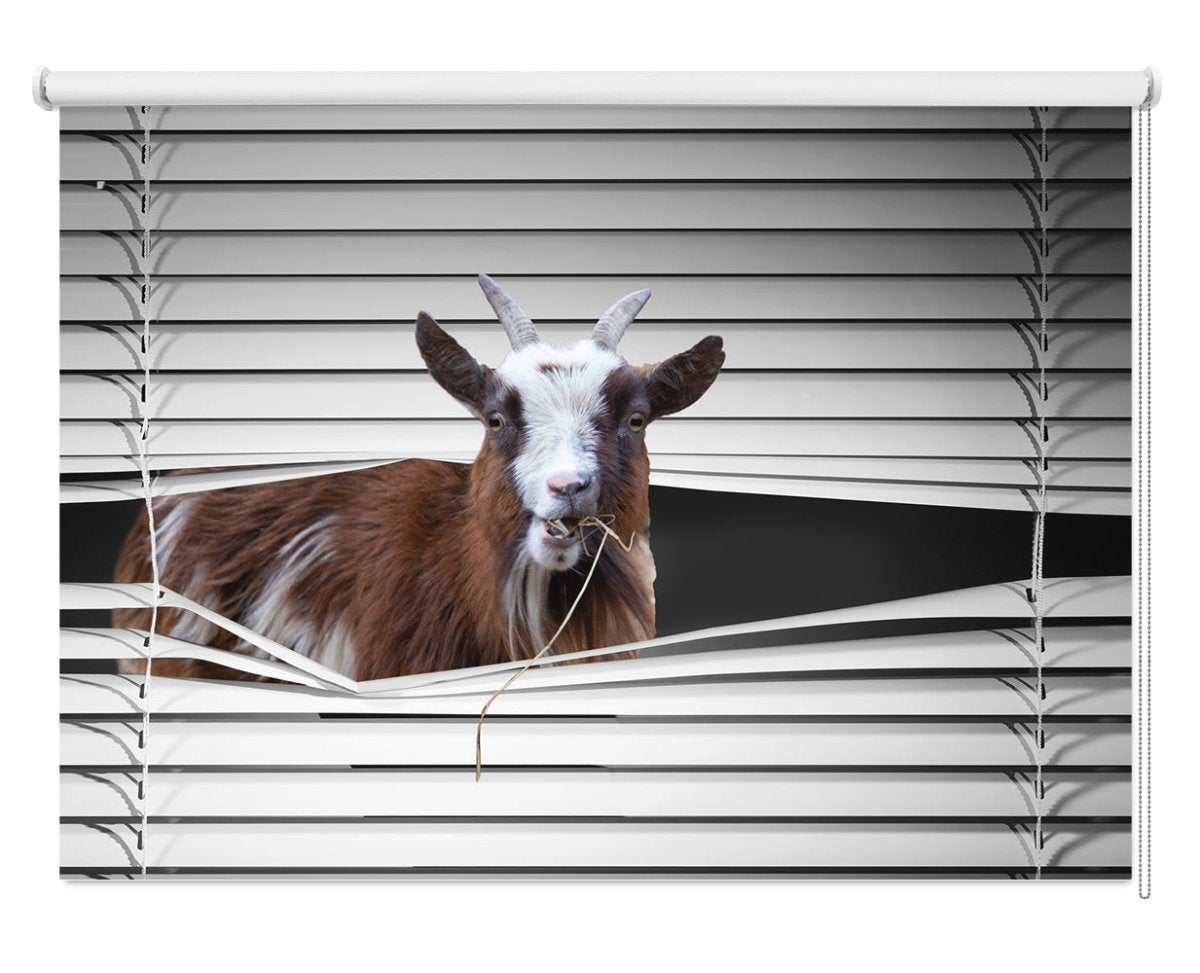 Pygmy Goat peeking Animal Blind Printed photo Blinds | Art fever Roller ...