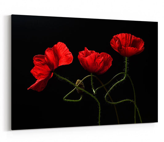 Red Poppies on Black Background Canvas Print Picture - 1X1148136 - Art Fever - Art Fever