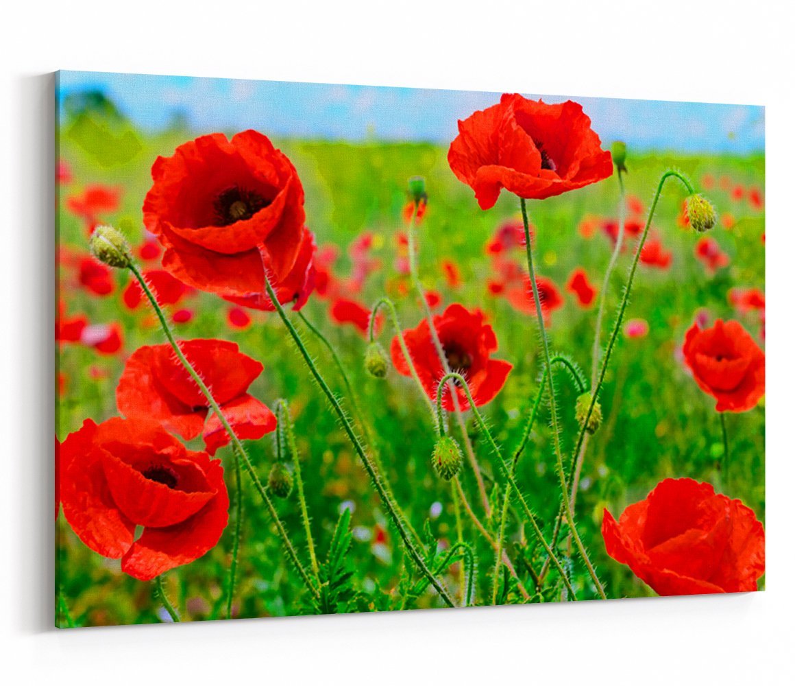 Red Poppies On Green Field Canvas Print Picture - SPC263 - Art Fever - Art Fever