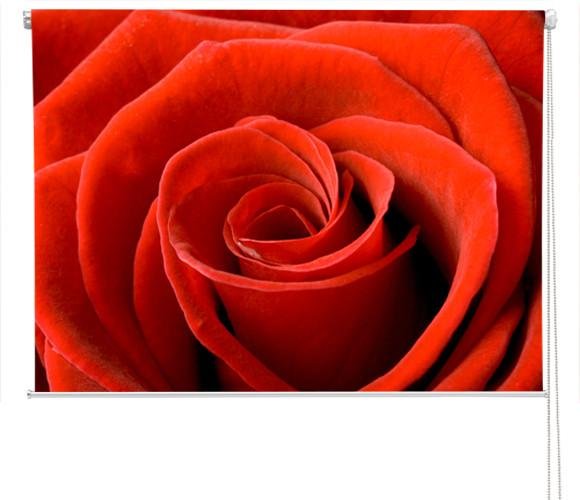 Red rose floral close up Printed Picture Photo Roller Blind - RB150 - Art Fever - Art Fever