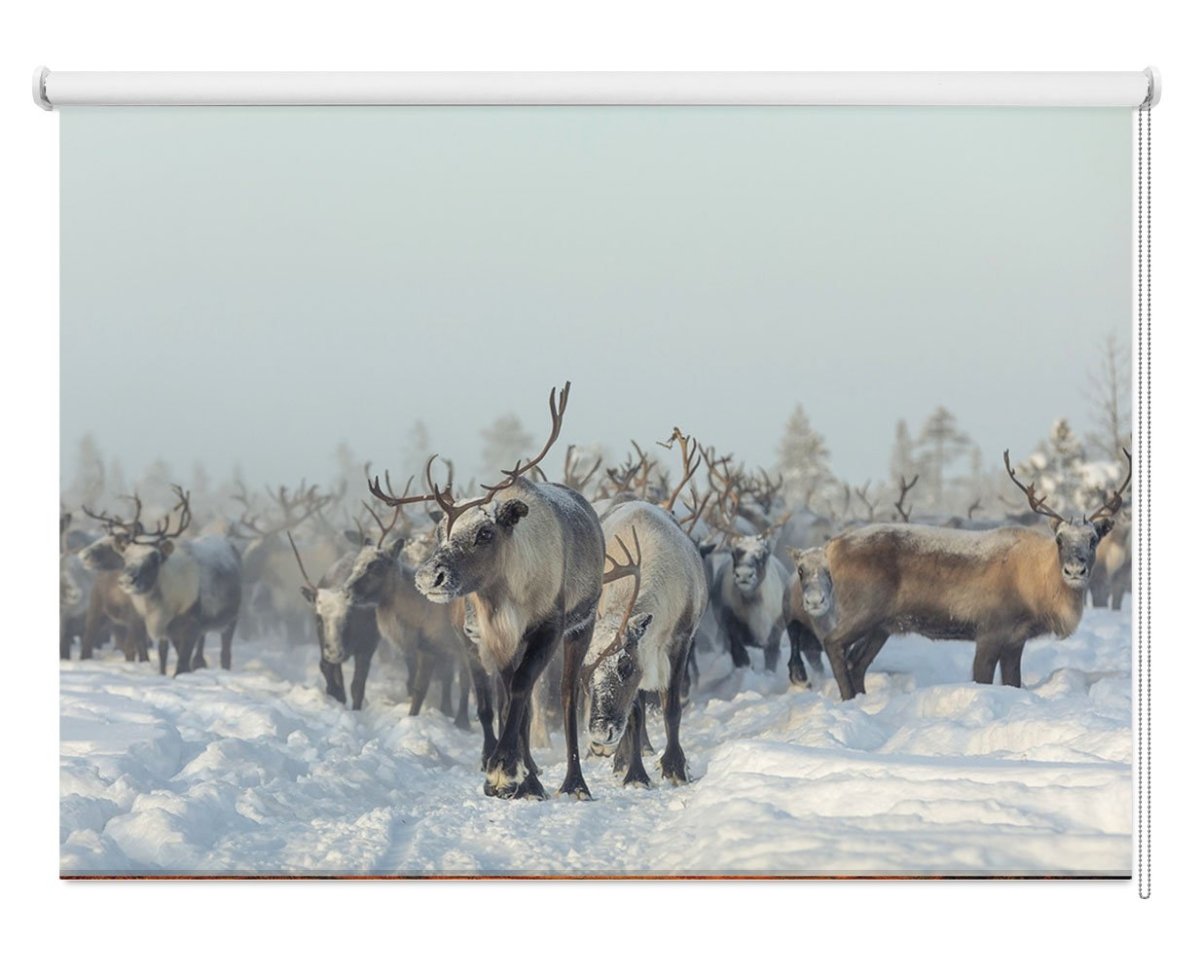 Reindeer in the Snow Printed Picture Photo Roller Blind - 1X1656382 - Art Fever - Art Fever