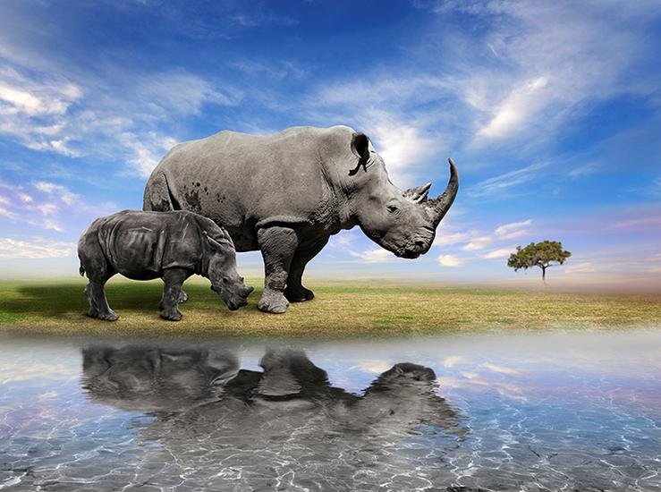 Rhino Water Reflection Printed Picture Photo Roller Blind - Art Fever - Art Fever