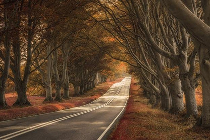 Road through the Forest Printed Picture Photo Roller Blind - RB431 - Art Fever - Art Fever