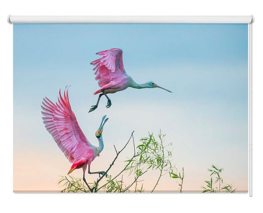 Roseate spoonbills Printed Picture Photo Roller Blind- 1X973264 - Art Fever - Art Fever
