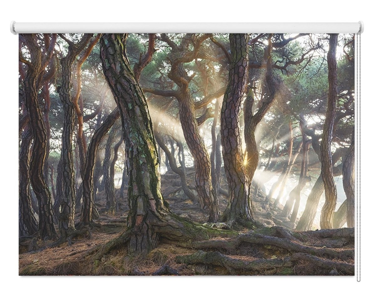 Sacred Pine Trees Printed Picture Photo Roller Blind - 1X1658484 - Art Fever - Art Fever