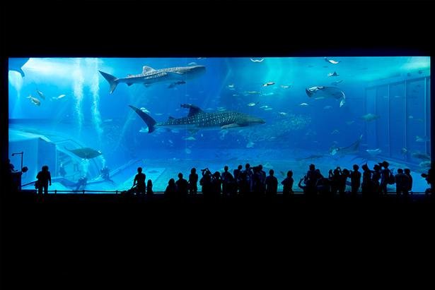 Shark in the Aquarium Printed Picture Photo Roller Blind - RB631 - Art Fever - Art Fever