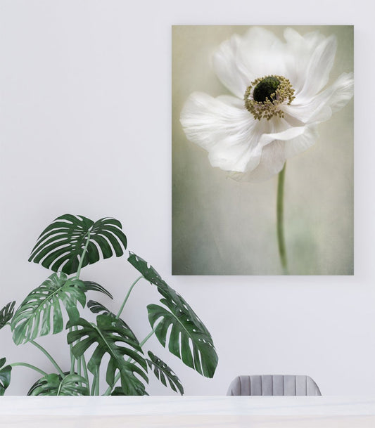 Single White Floral Close Up Canvas Print Wall Art - 1X1481137 - Art Fever - Art Fever
