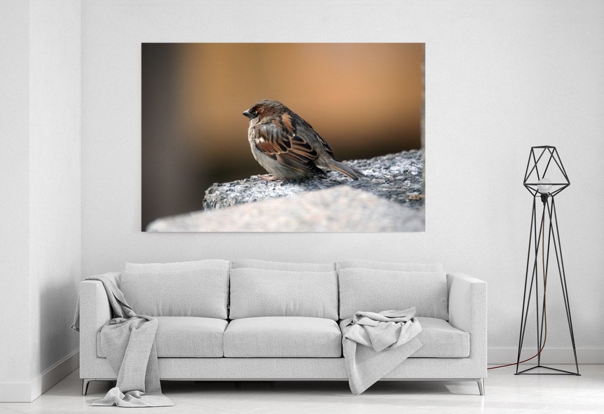 Sparrow Bird Close Up Canvas Print Picture - SPC268 - Art Fever - Art Fever